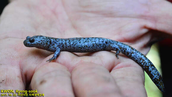 Hynobius leechii Boulenger 1887 resmi