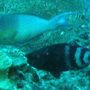 Image of Bartail parrotfish