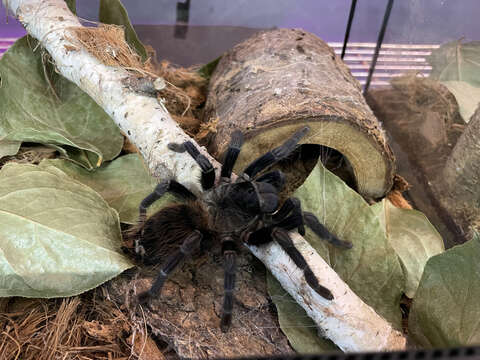 Image of Pterinopelma sazimai Bertani, Nagahama & Fukushima 2011