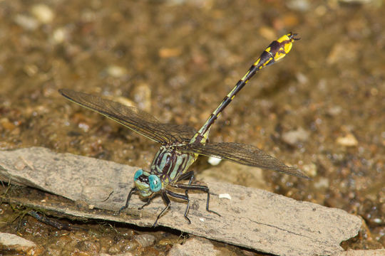 Image of Phanogomphus sandrius (Tennessen 1983)