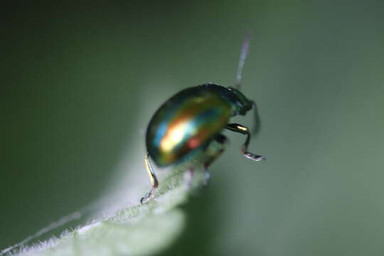 Image of Chrysolina fastuosa