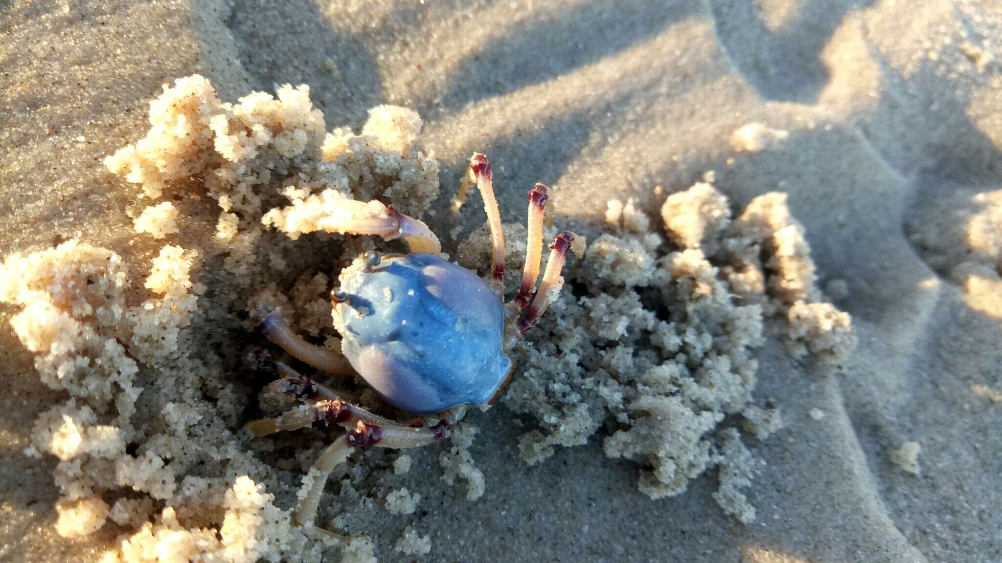 Image of Light-blue Soldier Crab