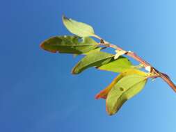 Plancia ëd Chenopodium strictum Roth