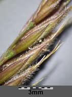 Image of Festuca rupicola Heuff.