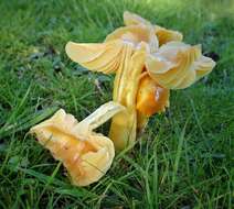 Слика од Hygrocybe aurantiosplendens R. Haller Aar. 1954