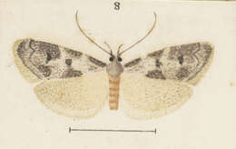 Image of Trachypepla photinella Meyrick 1883