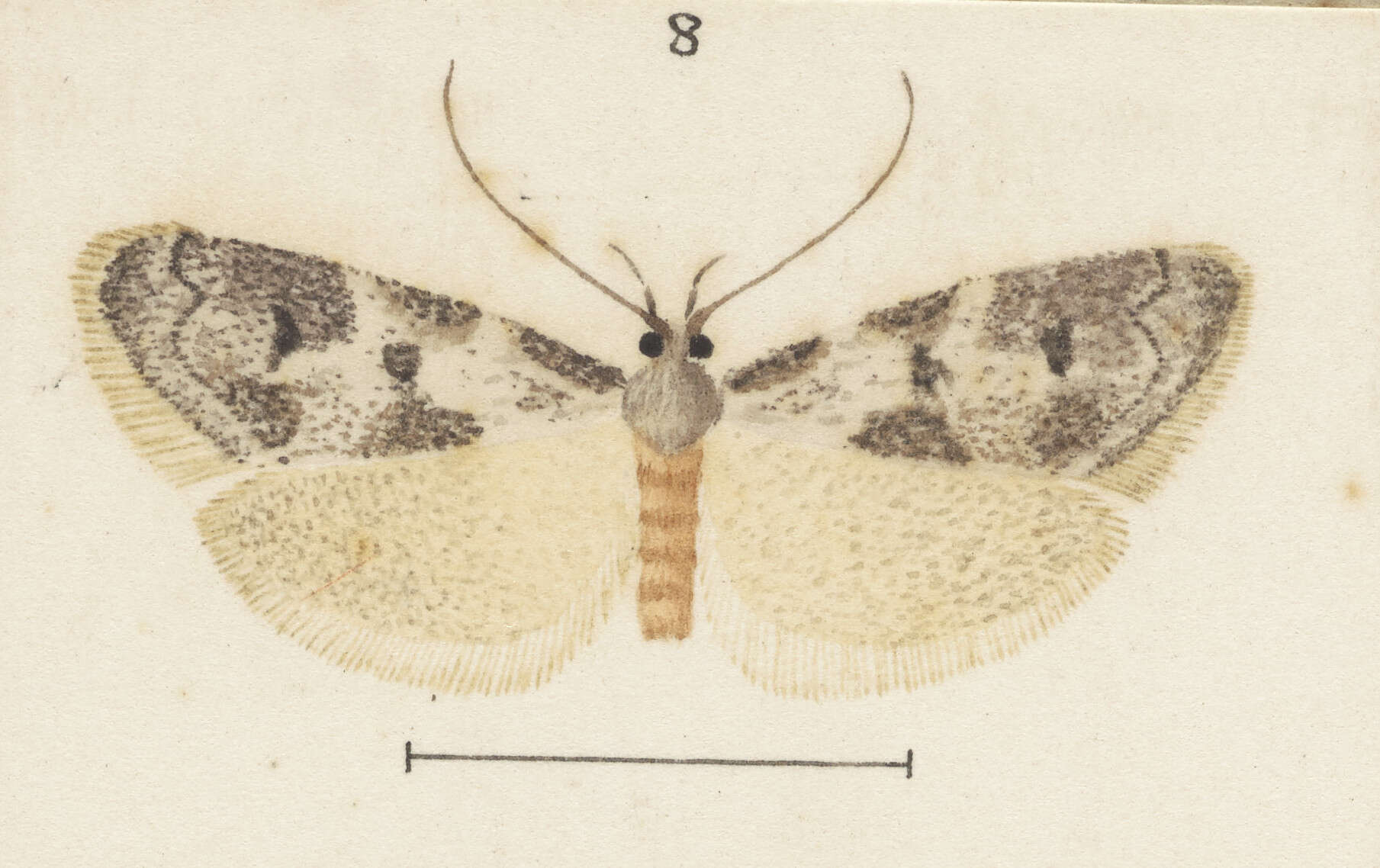 Image of Trachypepla photinella Meyrick 1883