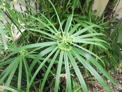 Image of Cyperus paniceus (Rottb.) Boeckeler