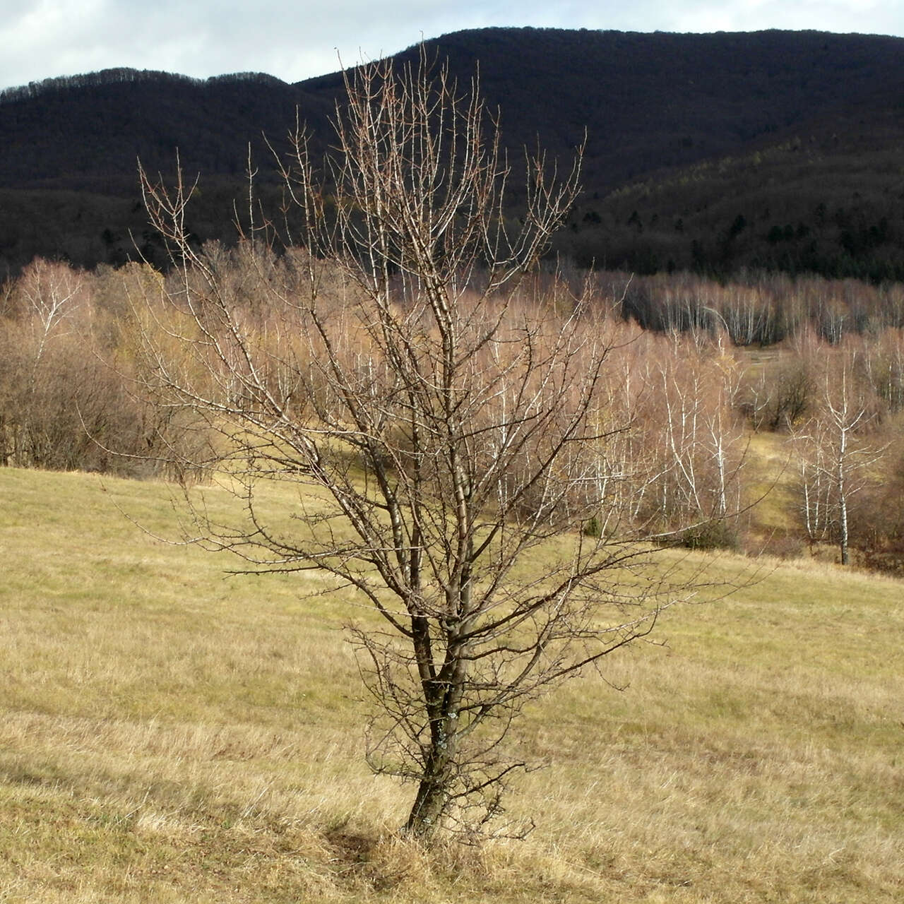 Plancia ëd Pyrus communis subsp. pyraster (L.) Ehrh.