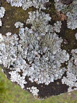 Image of Hammered shield lichen