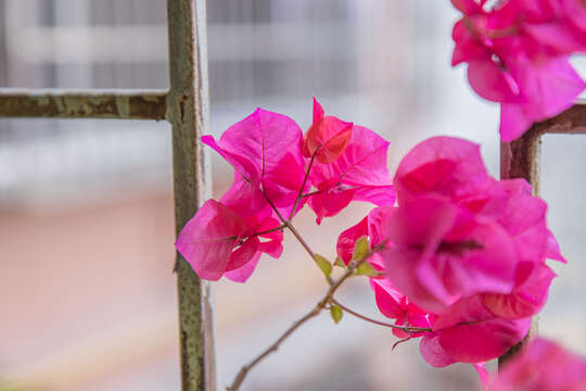 Слика од Bougainvillea