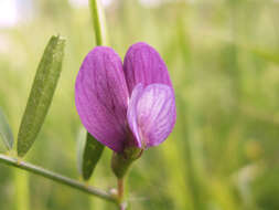 Image of wandering vetch