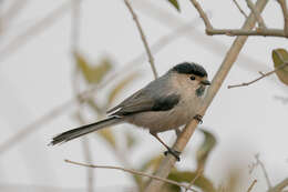 Image of Silver-throated Bushtit