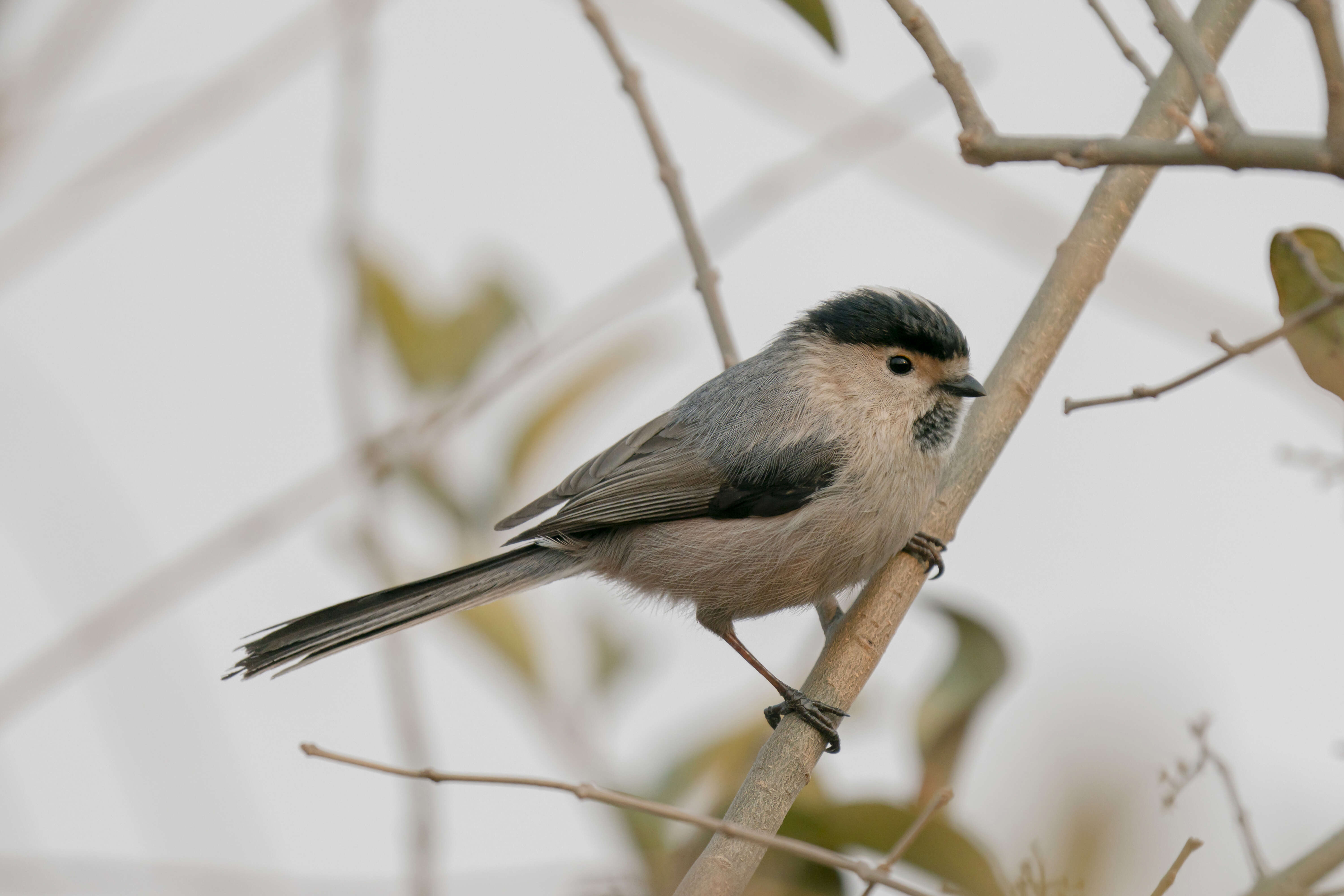 Image of Silver-throated Bushtit