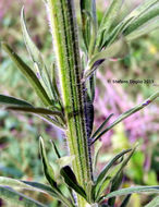 Image of <i>Erigeron sumatrensis</i>