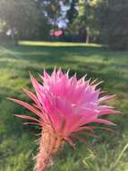 Image de Echinopsis oxygona