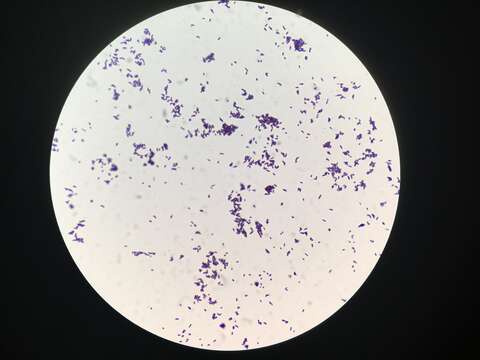 Image of coryneform bacteria