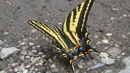 Sivun Papilio pilumnus Boisduval 1836 kuva