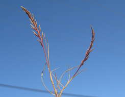 Image of fern-grass