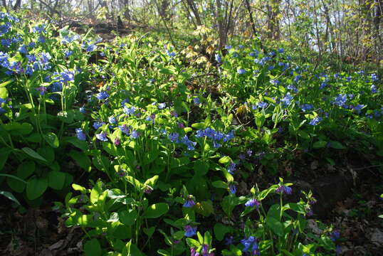 Image of Virginia Bluebell