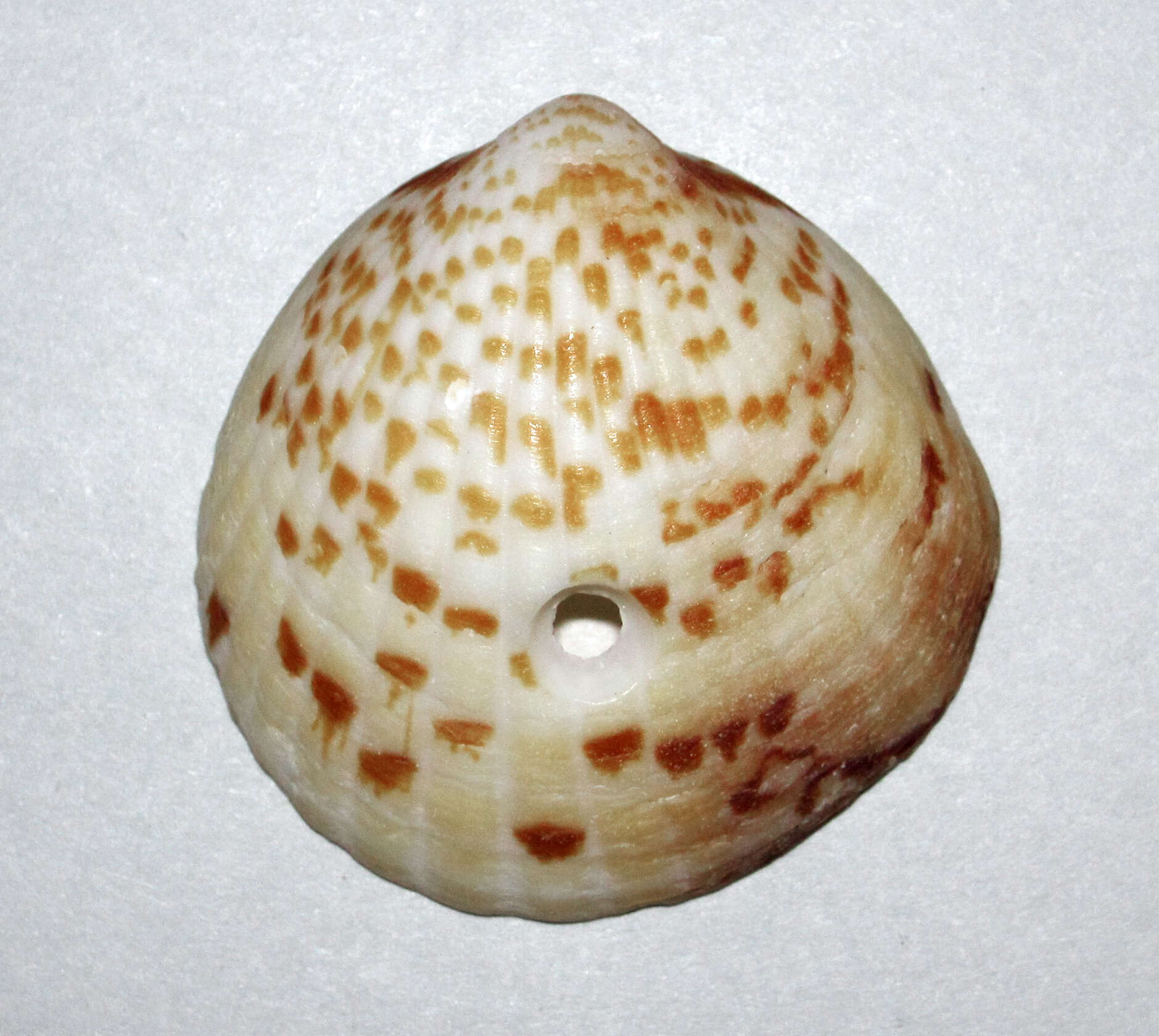 Image of Tucetona pectinata (Gmelin 1791)