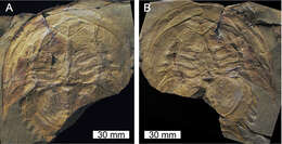 Image of Merostomes