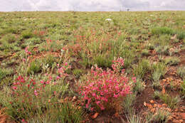 Indigofera hilaris Eckl. & Zeyh.的圖片