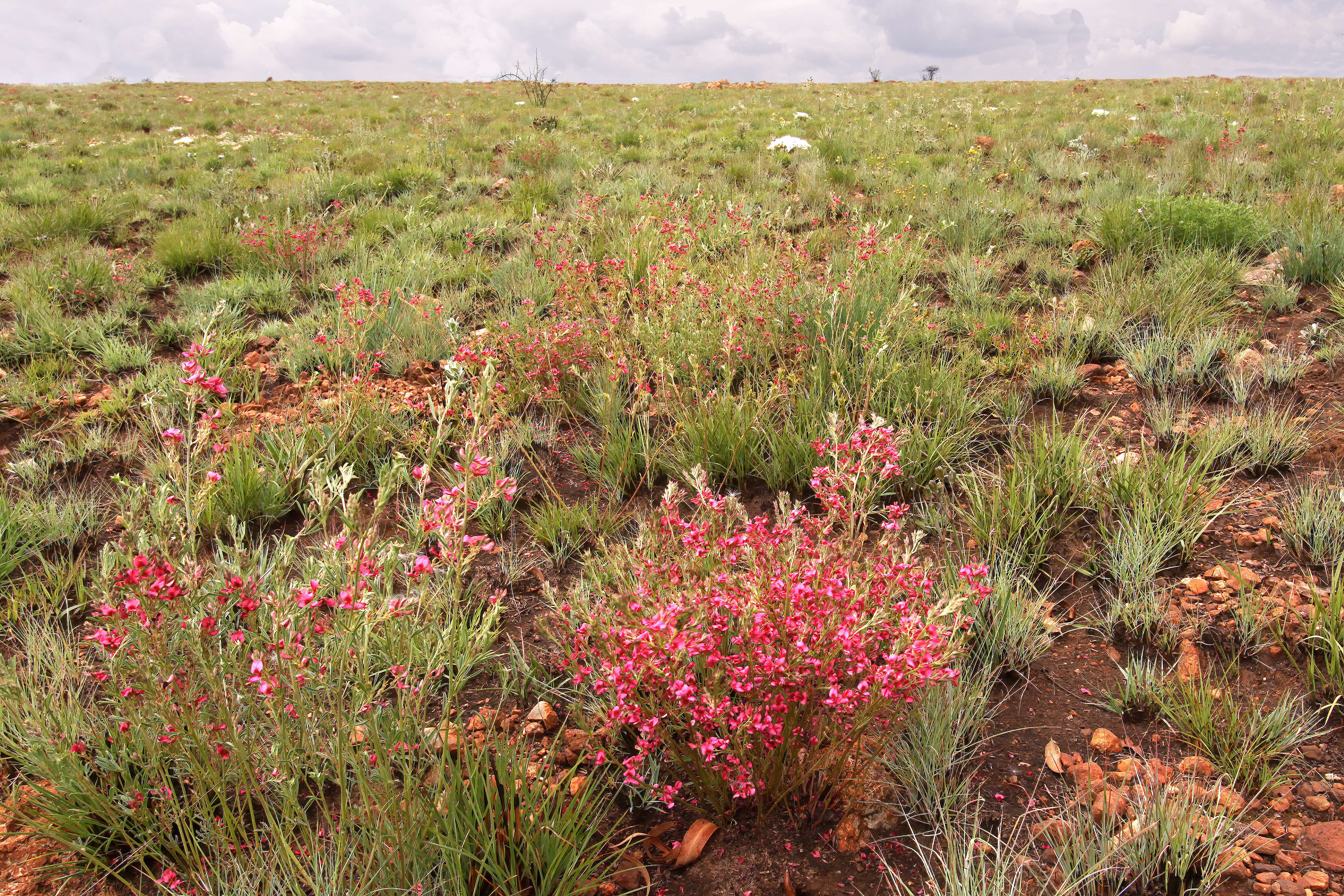 Imagem de Indigofera hilaris Eckl. & Zeyh.