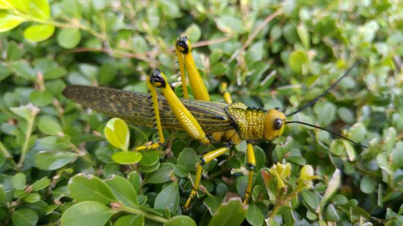 18.https www inaturalist org photos 2699608.580x360