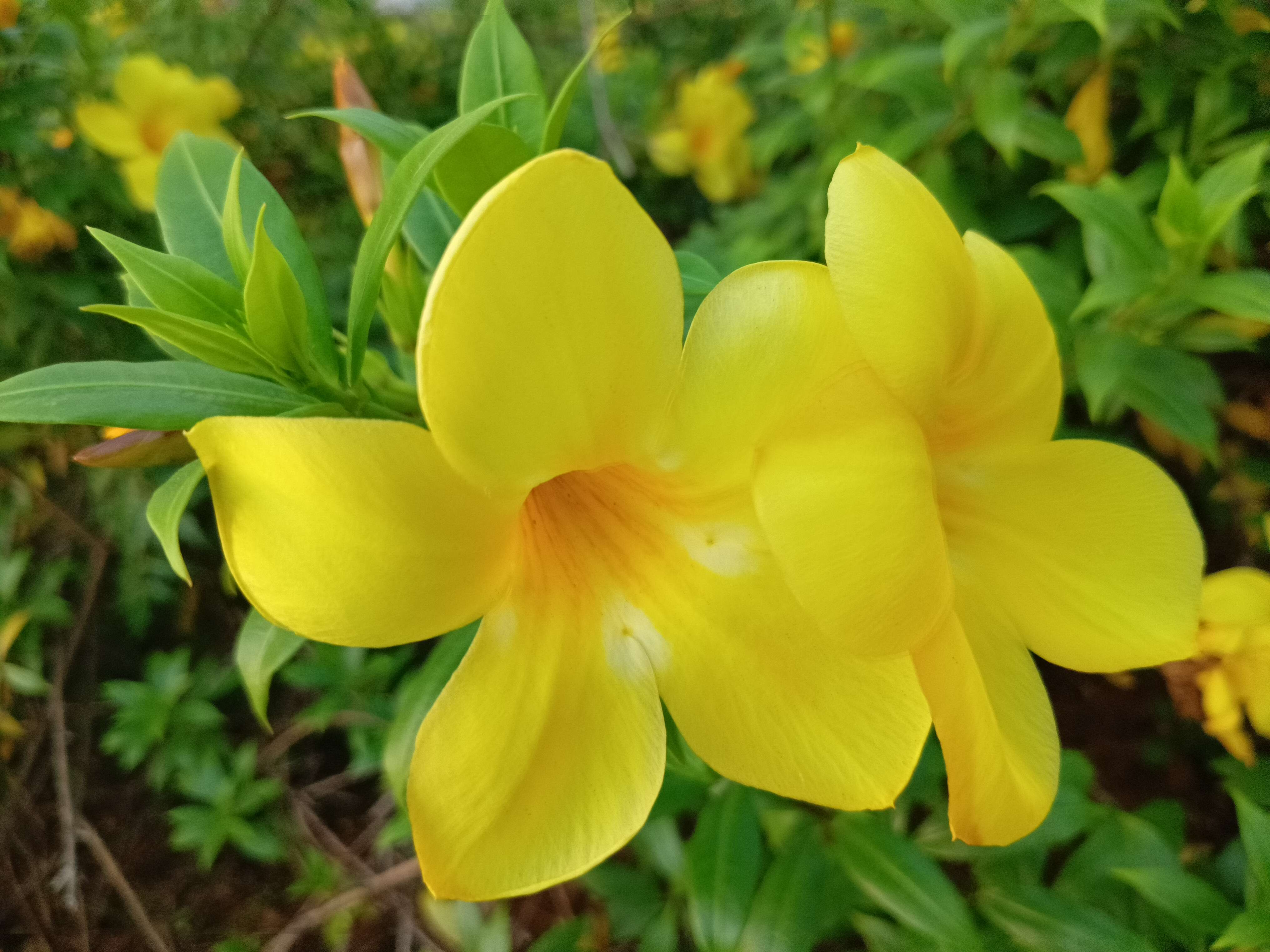 Image of golden trumpet