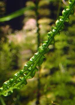 Image of Crinum calamistratum Bogner & Heine