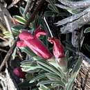 Image of Hemiandra gardneri O. H. Sarg.