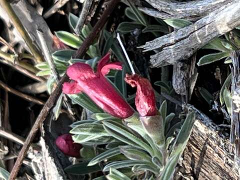 Image of Hemiandra gardneri O. H. Sarg.