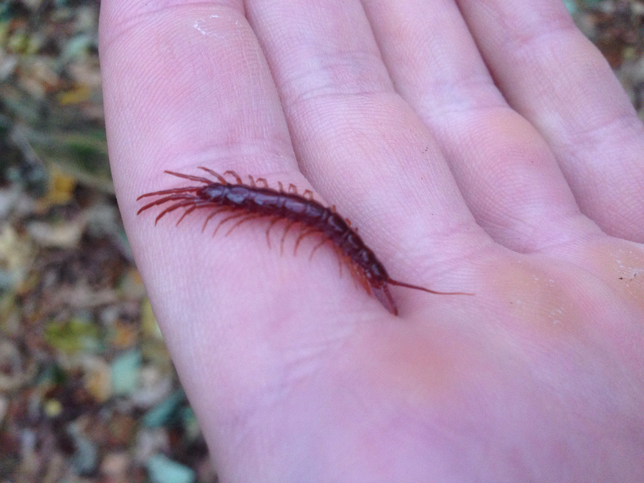 Image of Lithobius forficatus (Linnaeus 1758)