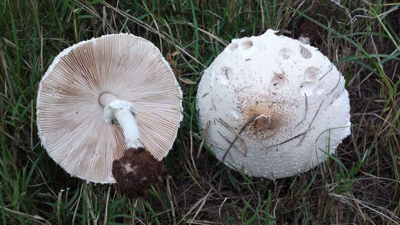 Image of Macrolepiota zeyheri Heinem. 1962