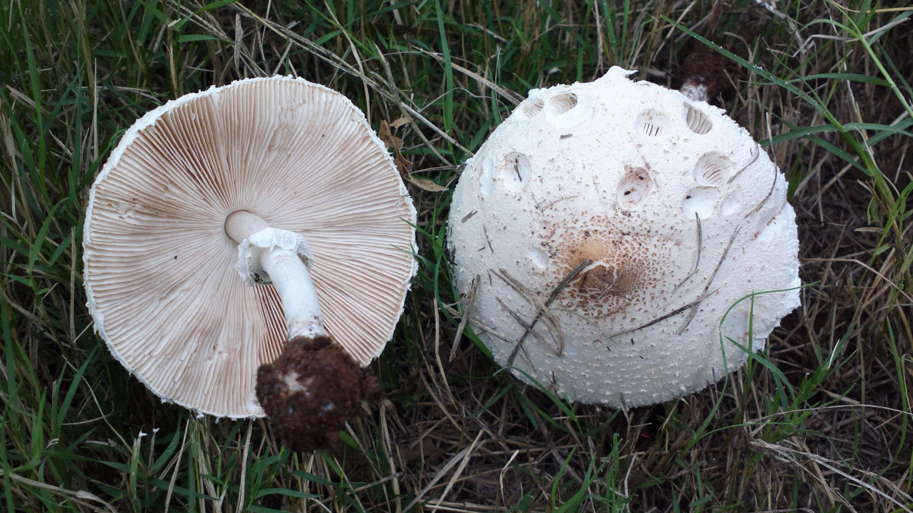 Слика од Macrolepiota zeyheri Heinem. 1962