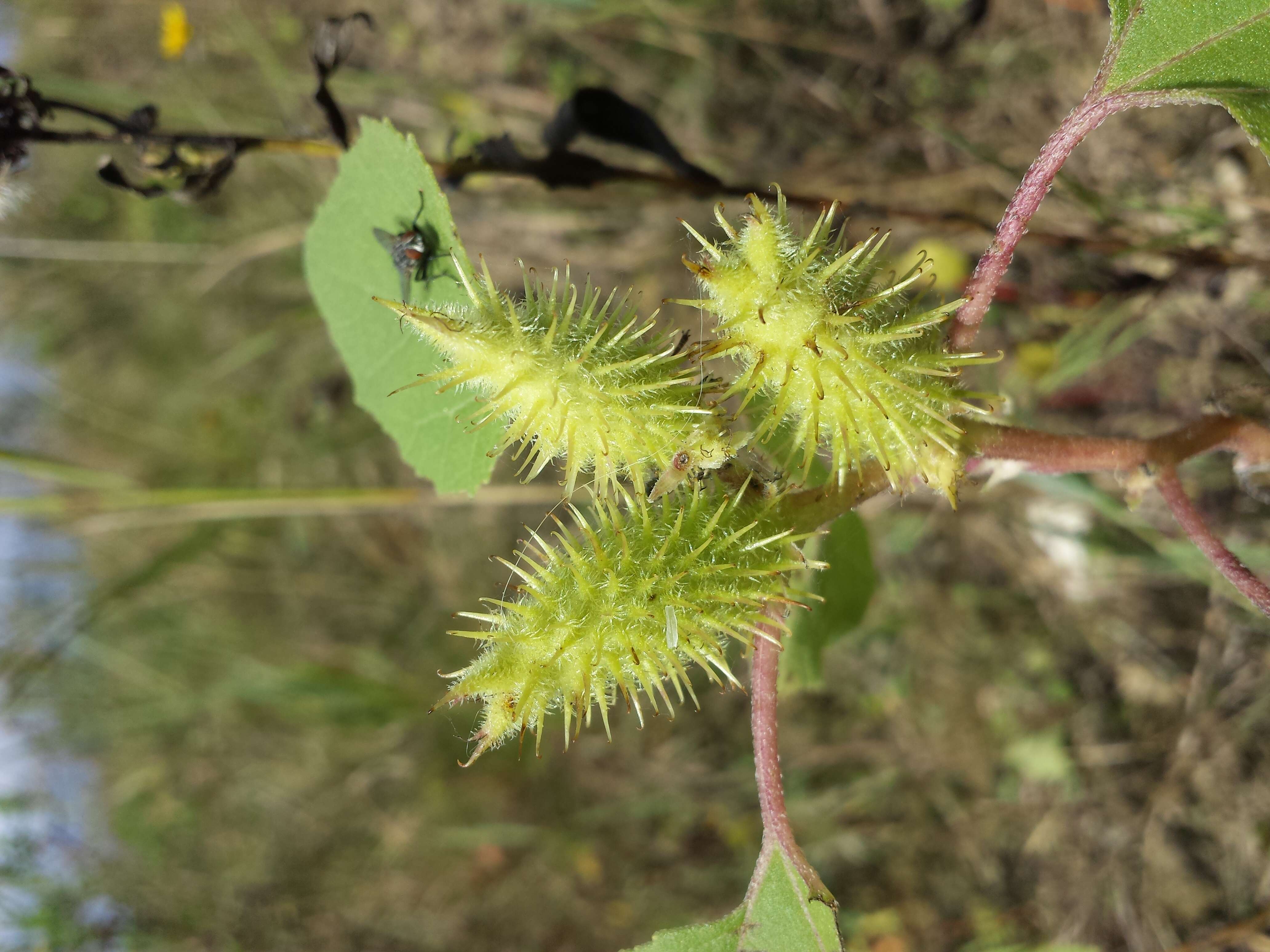 Image of common cockleburr