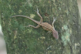 Image of Large-headed anole