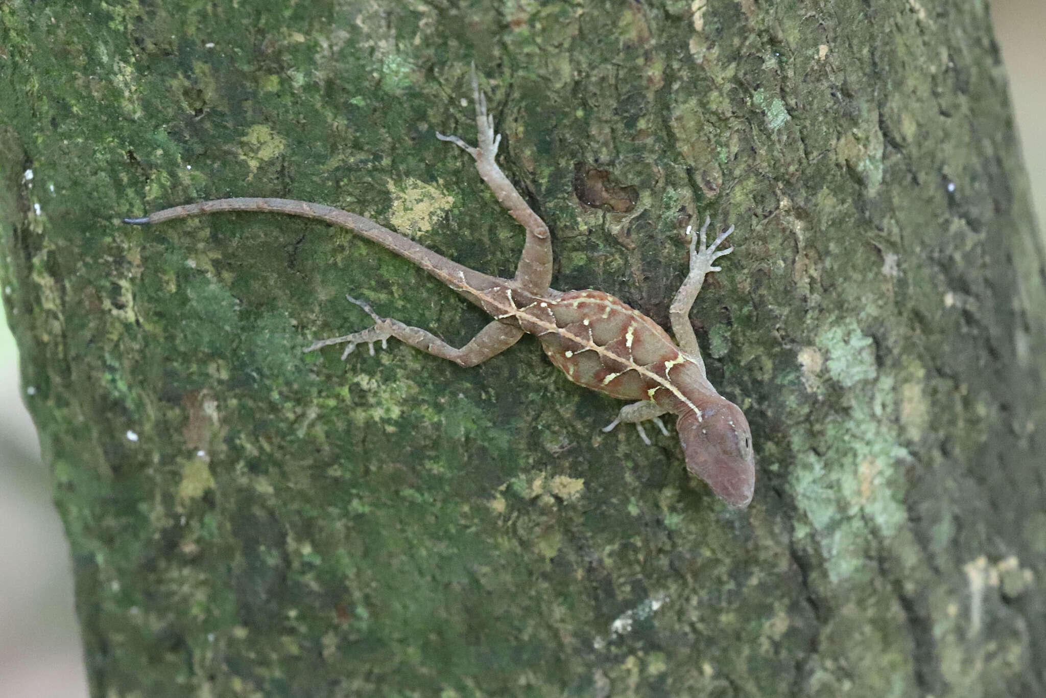 Image of Large-headed anole