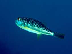 Image of Brown Puffer