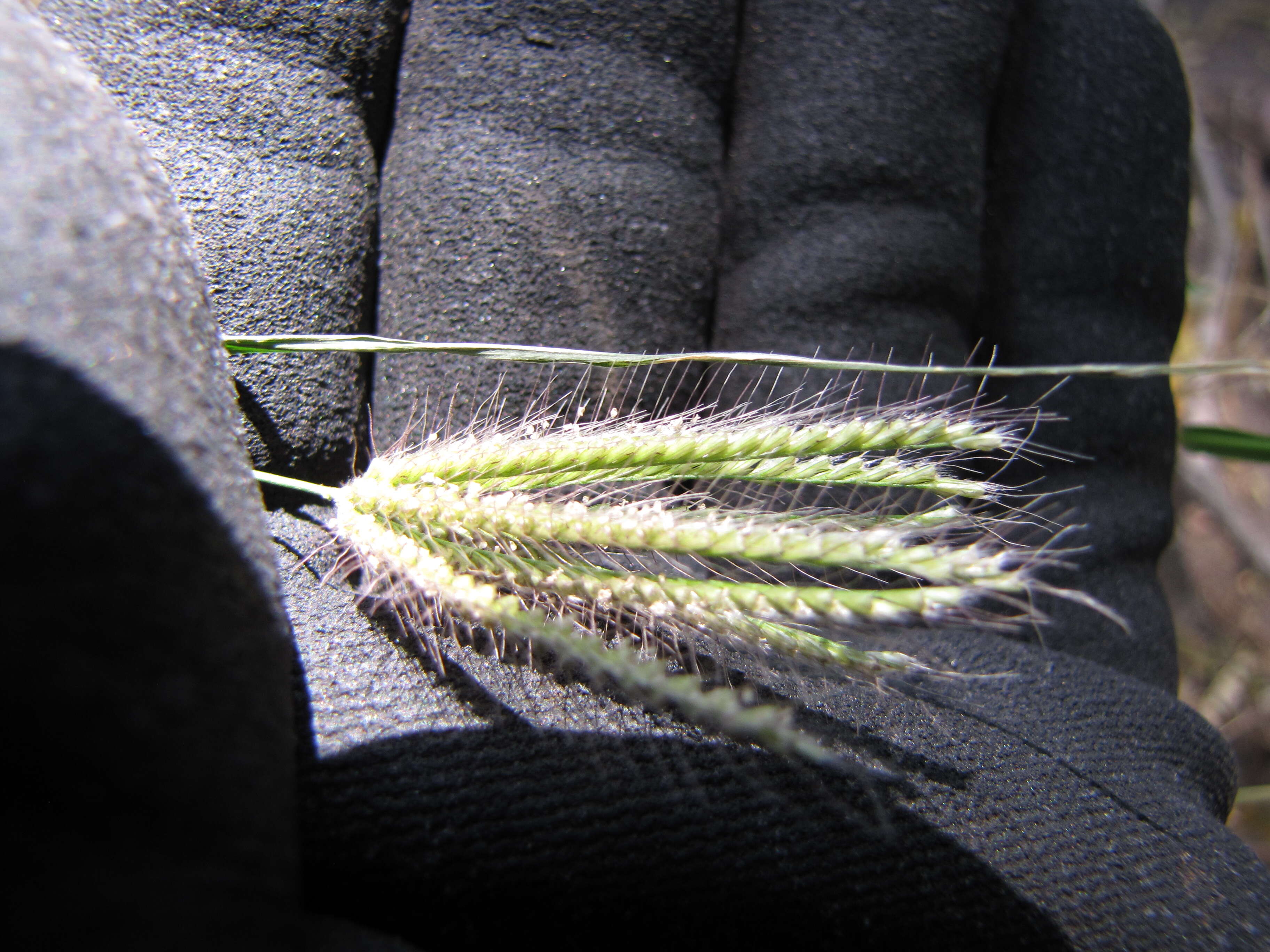 Image of swollen fingergrass