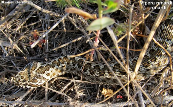Image of Vipera renardi (Christoph 1861)