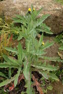 Imagem de Sonchus kirkii B. G. Hamlin