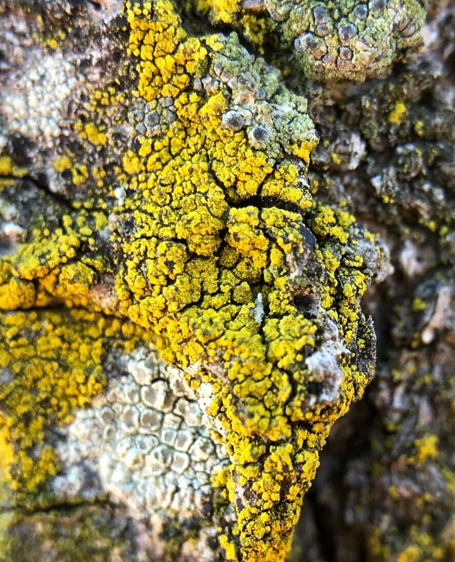 Image of eggyolk lichen