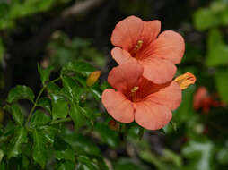 Image of Chinese Trumpet Vine