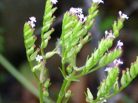 Image of Centranthus calcitrapae (L.) Dufr.