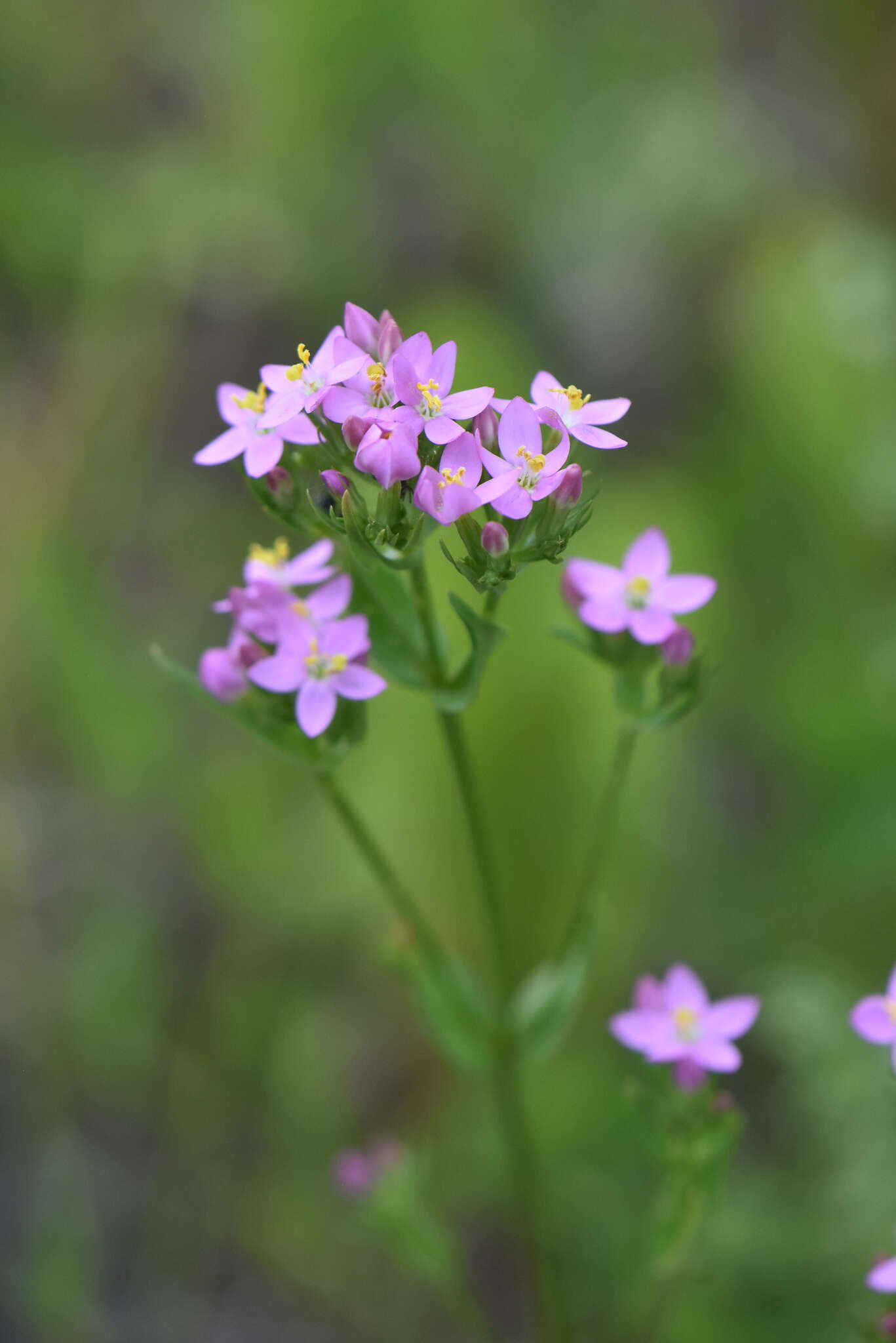 Image of Centaury