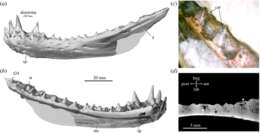 Слика од Sphenacodontidae