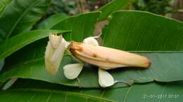 Image of Orchid mantis