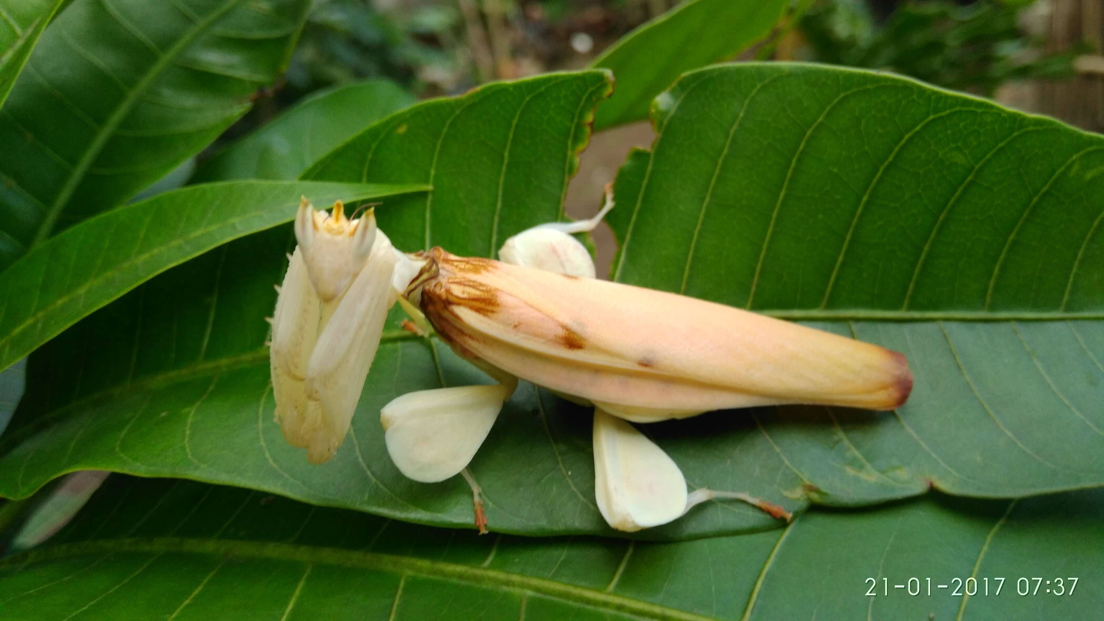 Plancia ëd Hymenopus coronatus Olivier 1792